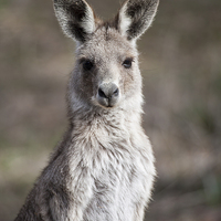 Buy canvas prints of Kangaroo Portrait, Canberra, Australia by Steven Ralser