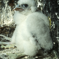 Buy canvas prints of peregrine falcon by Steven Ralser