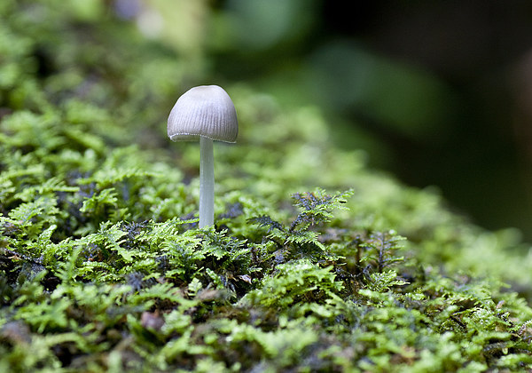 Mushroom on log Picture Board by Steven Ralser