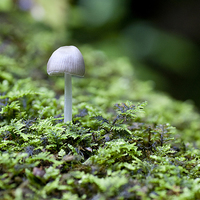 Buy canvas prints of Mushroom on log by Steven Ralser