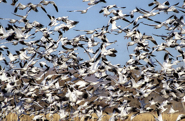 Bosque snow Geese Picture Board by Steven Ralser
