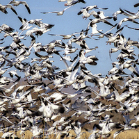 Buy canvas prints of Bosque snow Geese by Steven Ralser