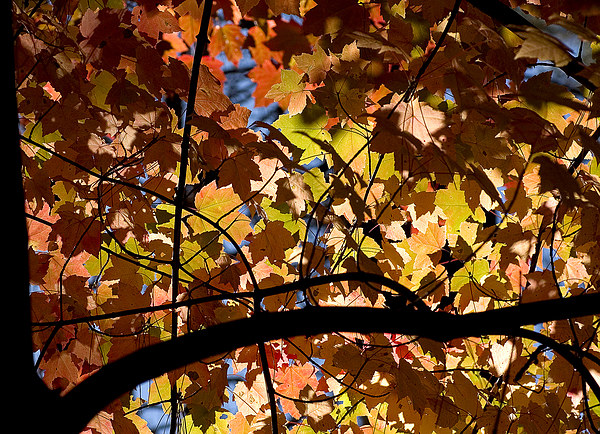 Maple tree Picture Board by Steven Ralser