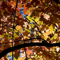 Buy canvas prints of Maple tree by Steven Ralser