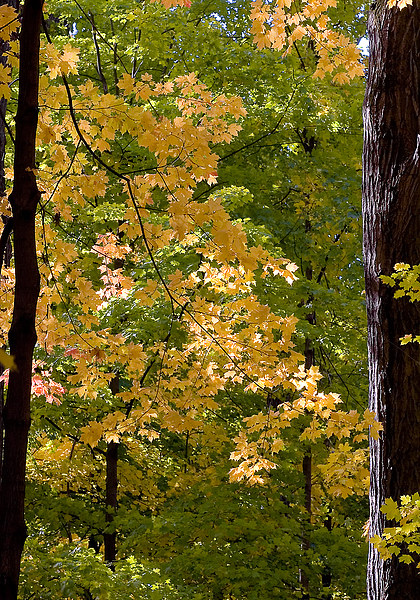 Fall Maples Picture Board by Steven Ralser