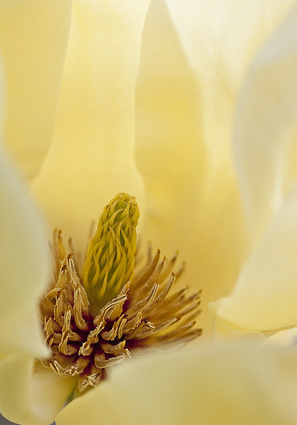 Yellow magnolia Picture Board by Steven Ralser