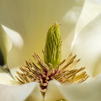 Buy canvas prints of Yellow magnolia by Steven Ralser
