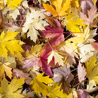 Buy canvas prints of Maple leaves by Steven Ralser