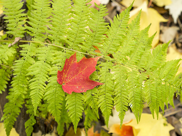 Maple leaf on Fern Picture Board by Steven Ralser