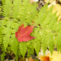 Buy canvas prints of Maple leaf on Fern by Steven Ralser