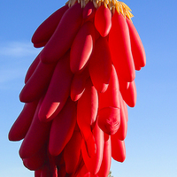 Buy canvas prints of Chilli Ristra alloon by Steven Ralser
