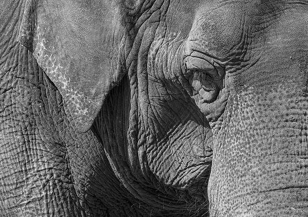Elephant Picture Board by Steven Ralser