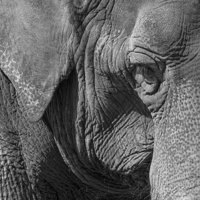 Buy canvas prints of Elephant by Steven Ralser