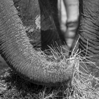 Buy canvas prints of Elephant Eating by Steven Ralser