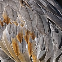 Buy canvas prints of Sandhill Crane Feather Detail 1 by Steven Ralser
