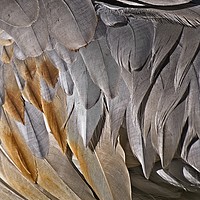 Buy canvas prints of Sandhill Crane Feather Detail 2 by Steven Ralser