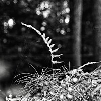 Buy canvas prints of Fern and spider, Norway, Maine by Steven Ralser