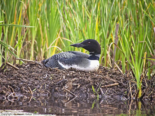 Loon on Nest, Central Mains Picture Board by Steven Ralser