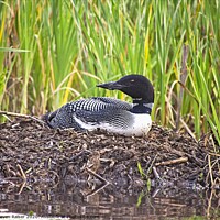 Buy canvas prints of Loon on Nest, Central Mains by Steven Ralser