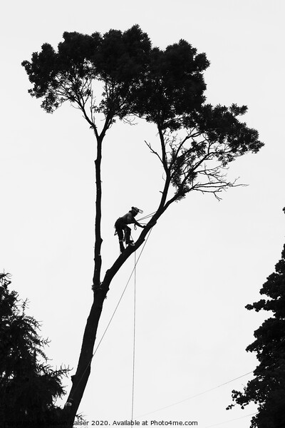 Arborist at Work Picture Board by Steven Ralser