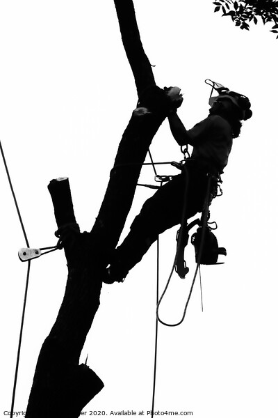 Arborist at Work 2  Picture Board by Steven Ralser