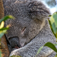Buy canvas prints of Sleeping Koala by Steven Ralser