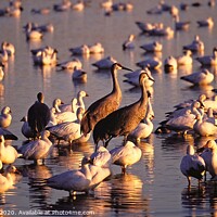 Buy canvas prints of Cranes and Geese, Bosque del Apache, NM  by Steven Ralser