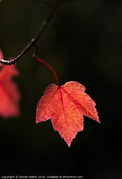 Maple Leaf, UW Arboretum, Madison, Wisconsin Picture Board by Steven Ralser