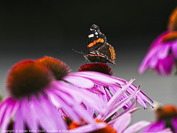 Red Admiral Butterfly on Echinacae Picture Board by Steven Ralser