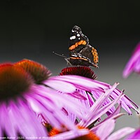 Buy canvas prints of Red Admiral Butterfly on Echinacae by Steven Ralser
