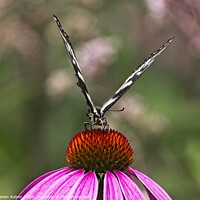 Buy canvas prints of Spicebush Swallowtail Butterfly 2 on Echinacae by Steven Ralser
