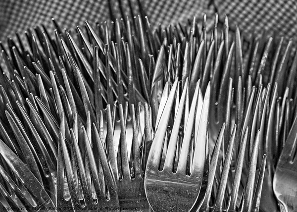 Forks  Picture Board by Steven Ralser