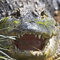 Buy canvas prints of American Alligator, Smithsonian National Zoo, USA by Steven Ralser