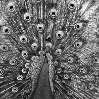 Buy canvas prints of Peacock in Black and White by Steven Ralser