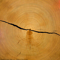 Buy canvas prints of Tree Rings by Steven Ralser