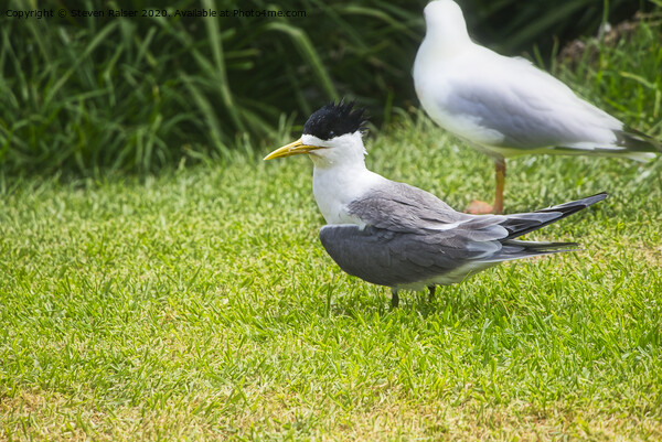 Crested Tern 3, Montague Island, Australia Picture Board by Steven Ralser