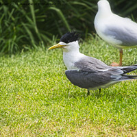 Buy canvas prints of Crested Tern 3, Montague Island, Australia by Steven Ralser