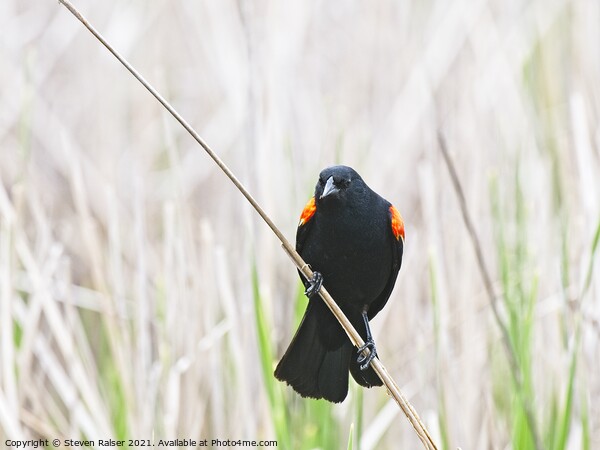 Red-winged blackbird 9, UW Arboretum, Madison, WI  Picture Board by Steven Ralser