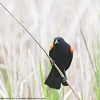 Buy canvas prints of Red-winged blackbird 9, UW Arboretum, Madison, WI  by Steven Ralser