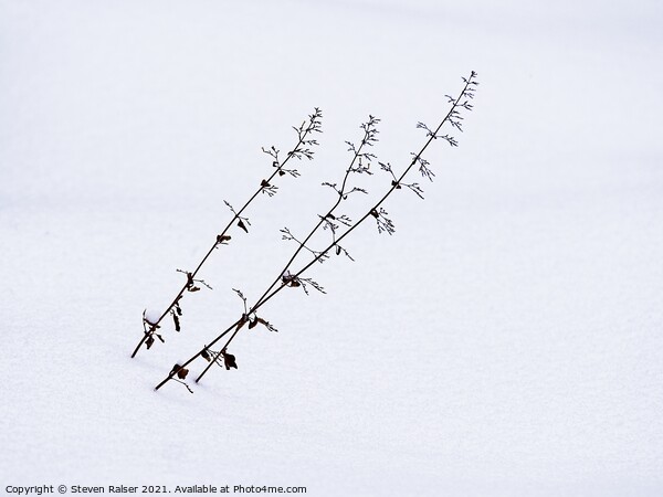 Flower stalks in snow Picture Board by Steven Ralser