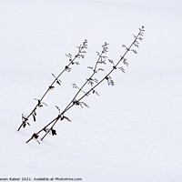 Buy canvas prints of Flower stalks in snow by Steven Ralser