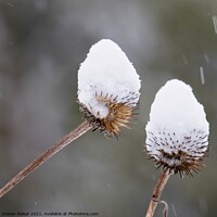 Buy canvas prints of Snow on Coneflower 1 by Steven Ralser