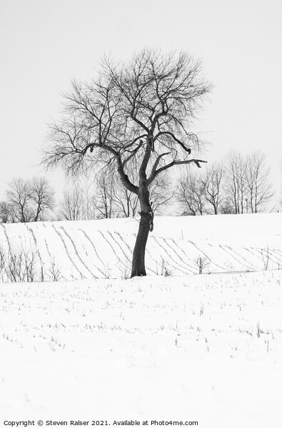 Tree in Snow, Wisconsin, USA Picture Board by Steven Ralser