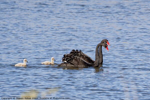 Black swans, Canberra, Australia Picture Board by Steven Ralser