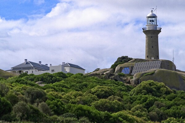 Montague Island Lighthouse - Australia 4 Picture Board by Steven Ralser