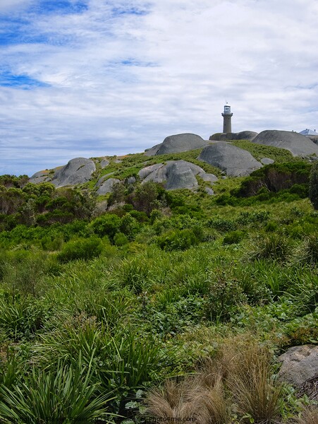 Montague Island Lighthouse - Australia 5 Picture Board by Steven Ralser