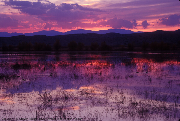 Bosque sunset - purple Picture Board by Steven Ralser
