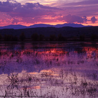 Buy canvas prints of Bosque sunset - purple by Steven Ralser