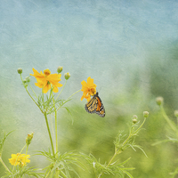 Buy canvas prints of In The Garden - Monarch Butterfly by Kim Hojnacki