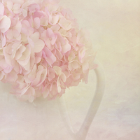 Buy canvas prints of Pink Hydrangea Flowers by Kim Hojnacki